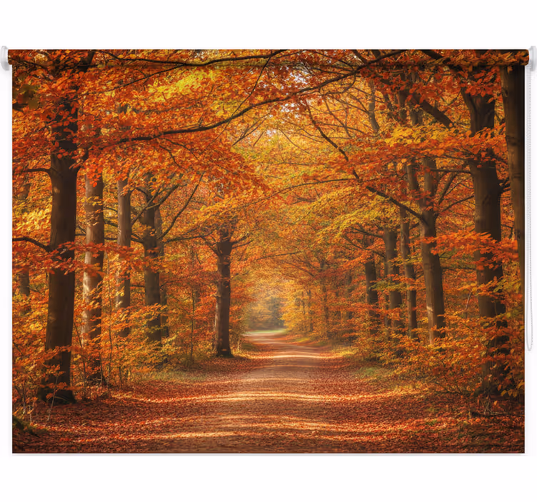 Rollo fenster baum herbstbaumweg - TenStickers