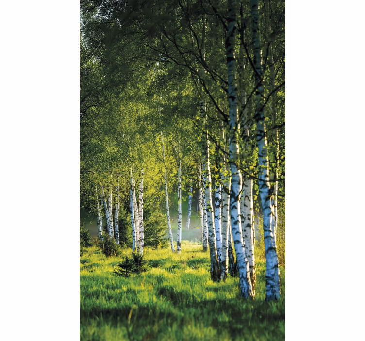 Rollo fenster baum birkenhain modern - TenStickers