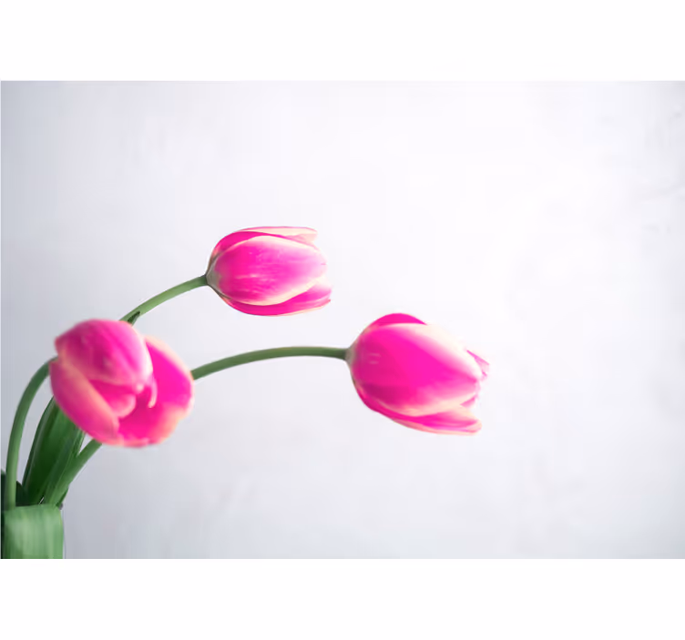 Rollo für küche drei tulpen auf weißem hintergrund - TenStickers