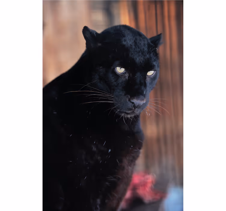 Rollo wohnzimmer leopard auf der lauer - TenStickers