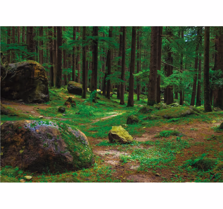 Rollo wohnzimmer grüner wald mit bäumen - TenStickers