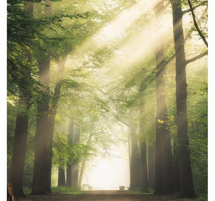 Rollo wohnzimmer grüner wald mit sonne - TenStickers