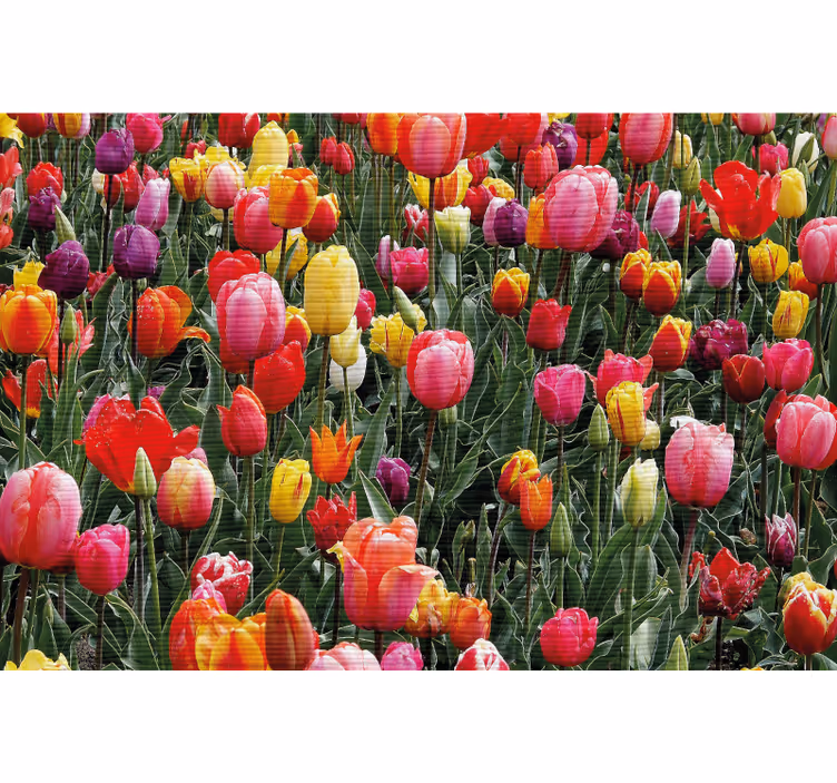 Rollo wohnzimmer mit vielen tulpen auf dem feld - TenStickers