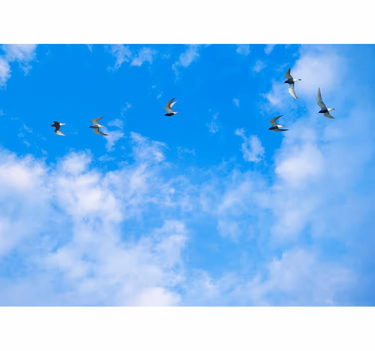 Rollo fenster blau blauer himmel und seeschwalben - TenStickers