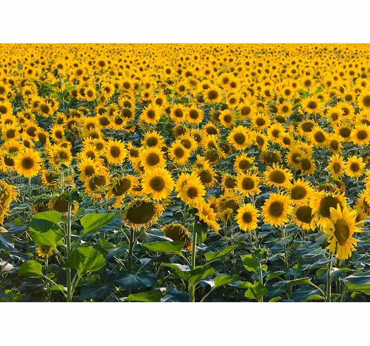 Rollo wohnzimmer sonnenblumenfeld mit sonnenuntergang - TenStickers