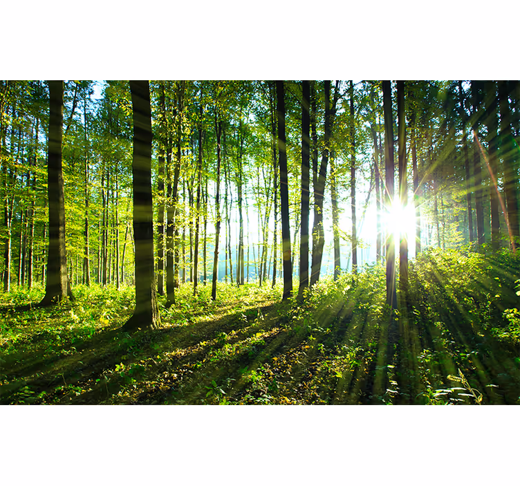 Rollo wohnzimmer waldlandschaft mit lichtreflexion - TenStickers