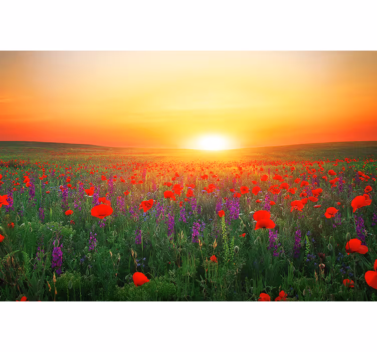 Rollo wohnzimmer feld roter mohnblumen mit sonne - TenStickers