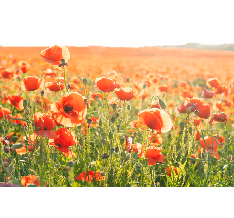 Rollo wohnzimmer mit roten mohnblumen im feld - TenStickers