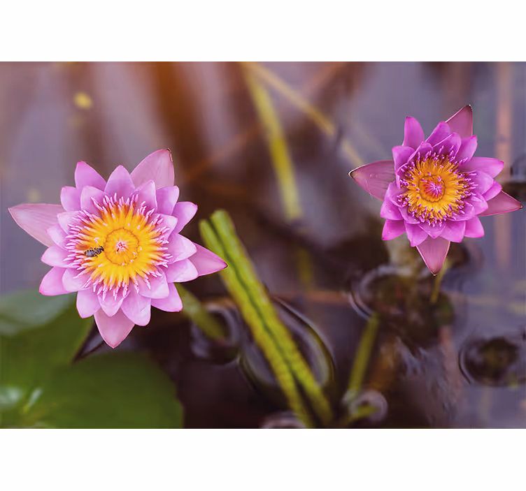 Rollo wohnzimmer pinklila lotus - TenStickers