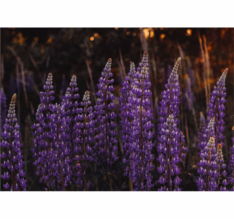 Rollo wohnzimmer wald erblüht von violetten blumen - TenStickers