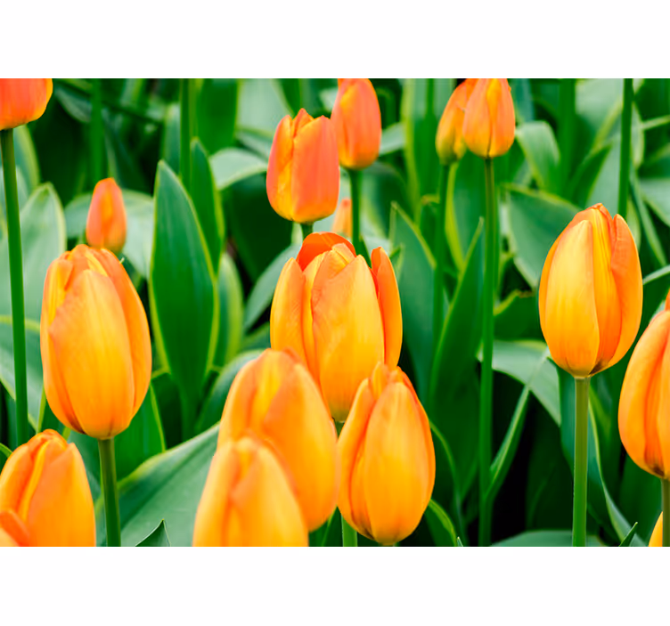 Rollo wohnzimmer mit orangen tulpenblumen - TenStickers