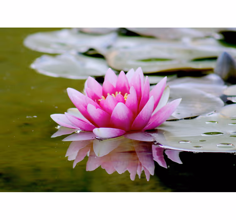 Rollo wohnzimmer pinker zen lotusblüte - TenStickers