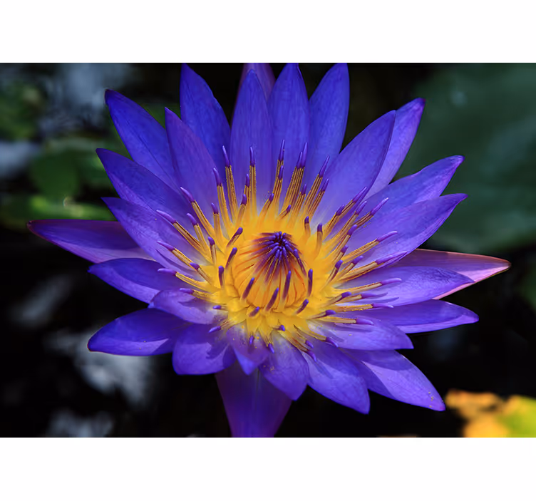 Rollo wohnzimmer lila lotusblume - TenStickers