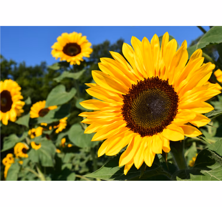 Rollo wohnzimmer mit schönem sonnenblumen-motiv - TenStickers