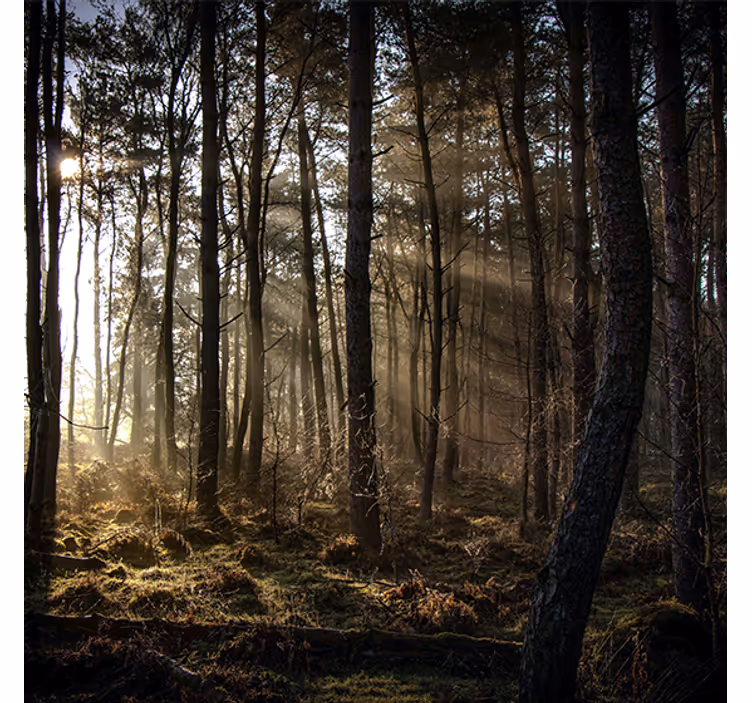 Rollo wohnzimmer sonnenaufgang im wald - TenStickers