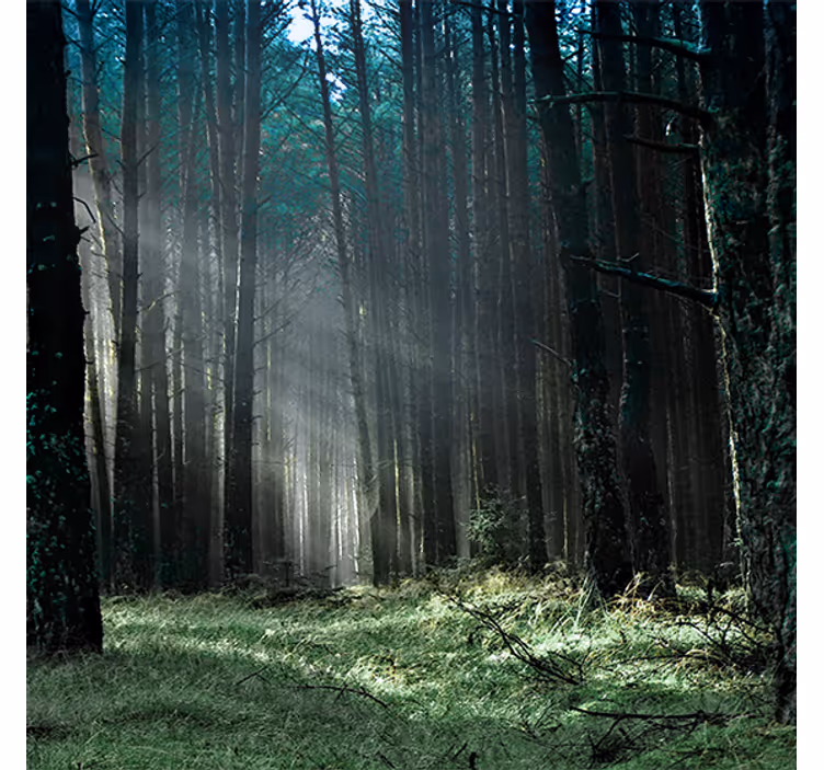 Rollo wohnzimmer natur blaue nebelwald - TenStickers