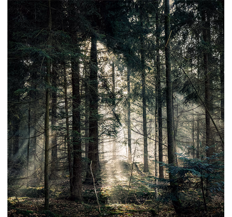 Rollo wohnzimmer naturwald in dunklen tönen tagsüber - TenStickers