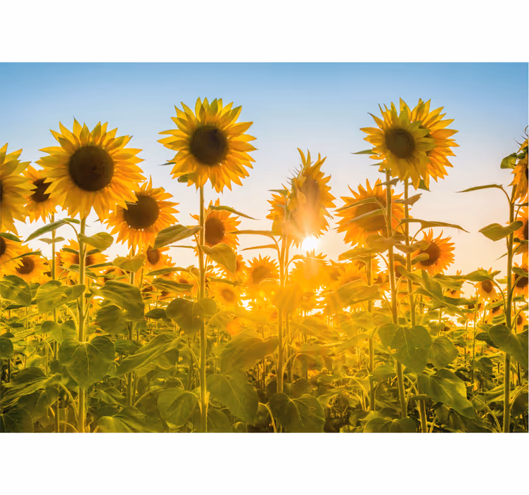 Rollo fenster schlafzimmer sonnenblumenfeld im sonnenaufgang - TenStickers