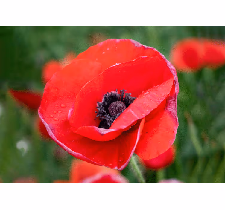 Rollo fenster schlafzimmer sonnenfeld mit roten mohnblumen - TenStickers
