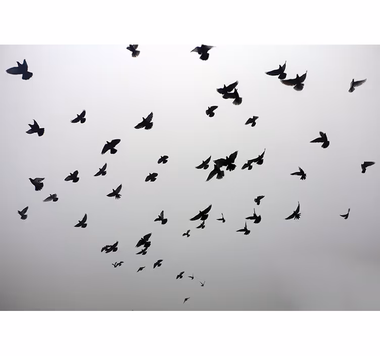 Rollo fenster grau mit ästhetischem vogelmotiv im schatten - TenStickers