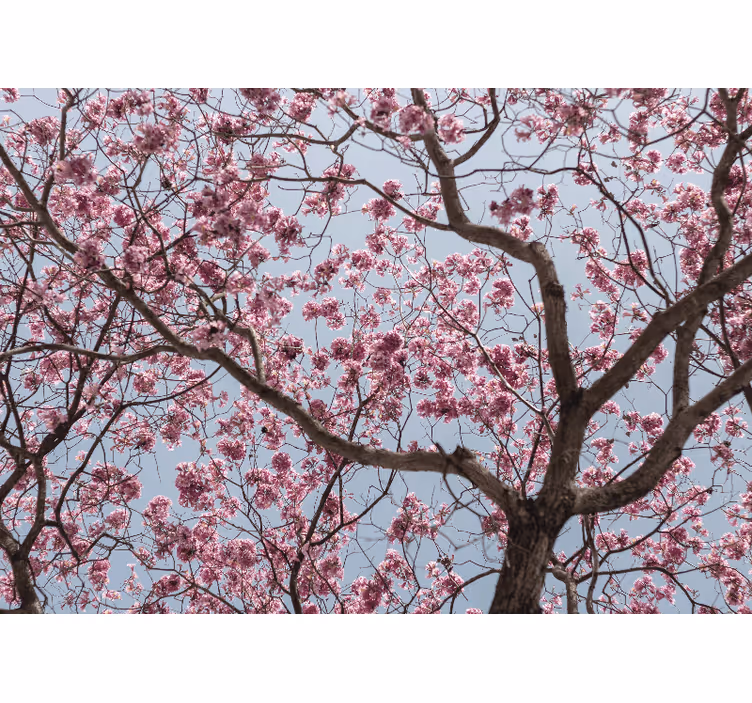 Rollo fenster schlafzimmer mit schönen rosa kirschblüten - TenStickers