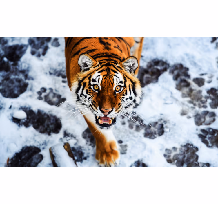 Rollo fenster schlafzimmer mit furchtlosem tigerdesign - TenStickers