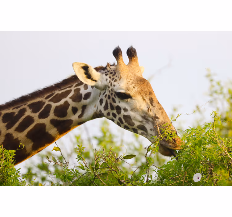 Rollo fenster schlafzimmer mit großer giraffe - TenStickers