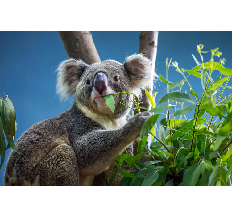 Rollo fenster schlafzimmer mit niedlichen koala-bären - TenStickers