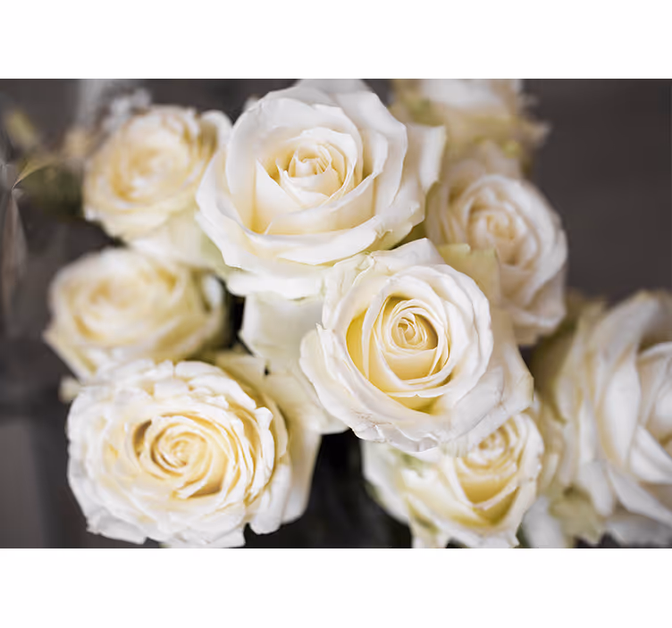 Rollo fenster weiß mit hintergrund von weißen rosen - TenStickers