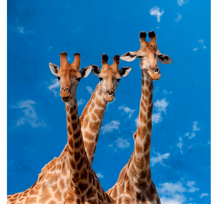 Rollo fenster kinderzimmer giraffen & blauer himmel - TenStickers