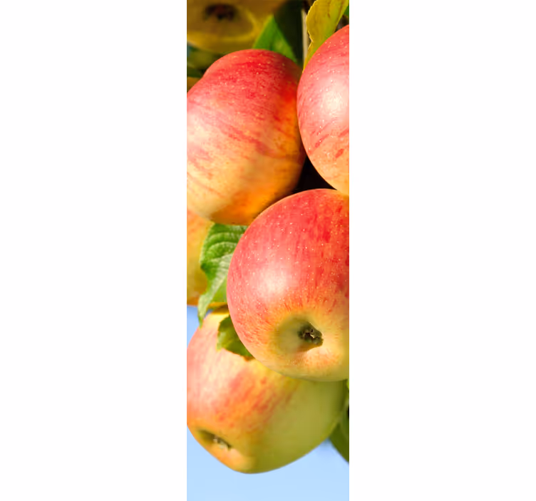Rollo für küche mit Äpfeln am baum design - TenStickers
