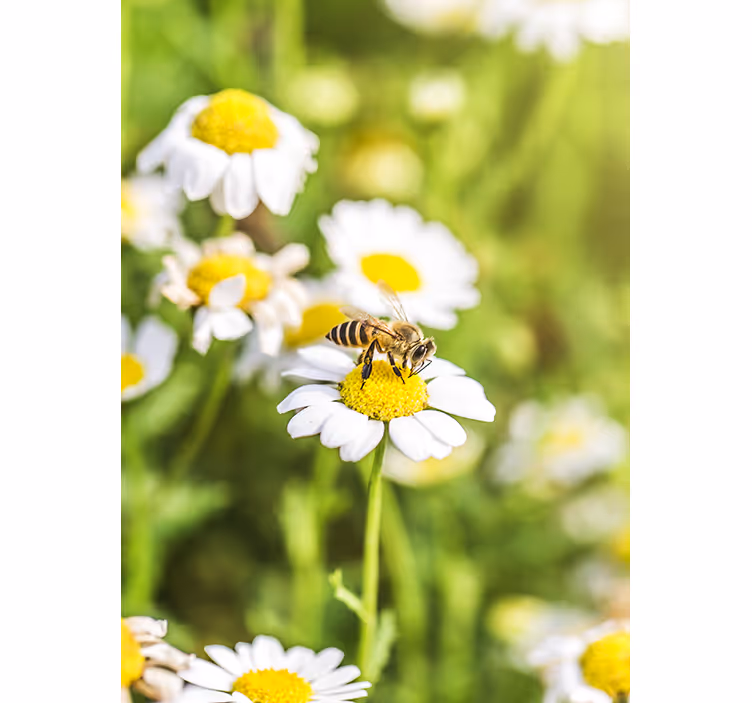 Rollo für küche blumenfeld - TenStickers