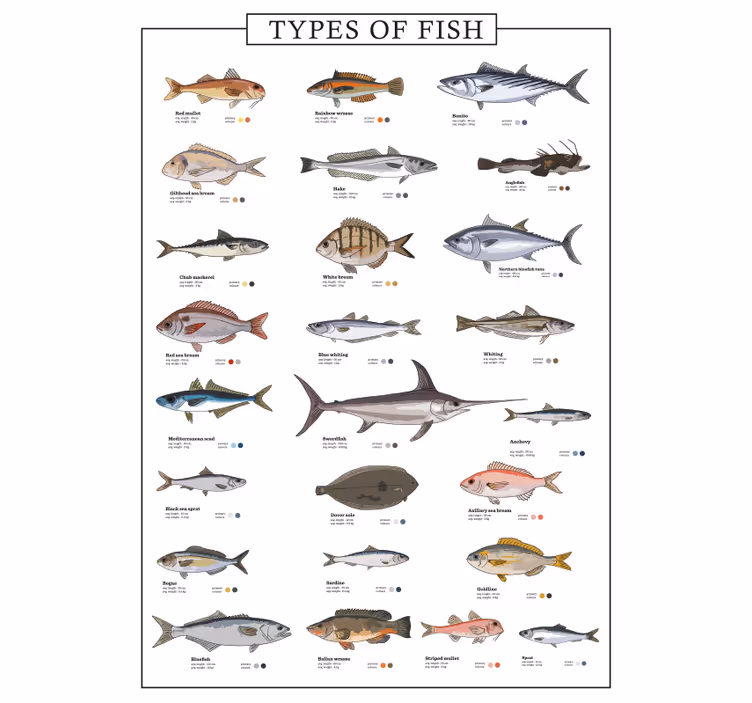 Rollo für küche mit fischen - TenStickers
