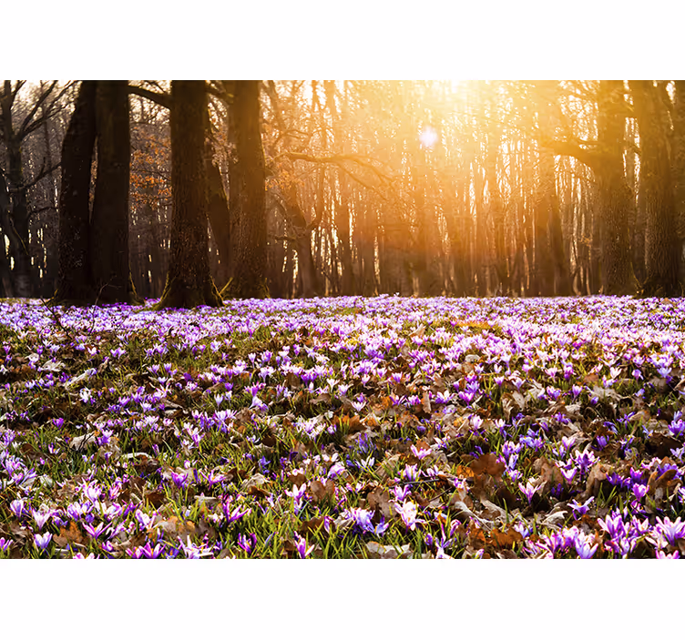 Rollo wohnzimmer mit schönem lila krokuslandschaft - TenStickers