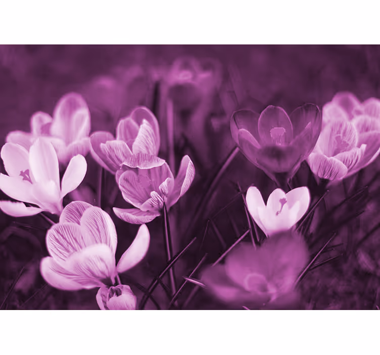 Rollo wohnzimmer schöner pinker krokusblüte - TenStickers