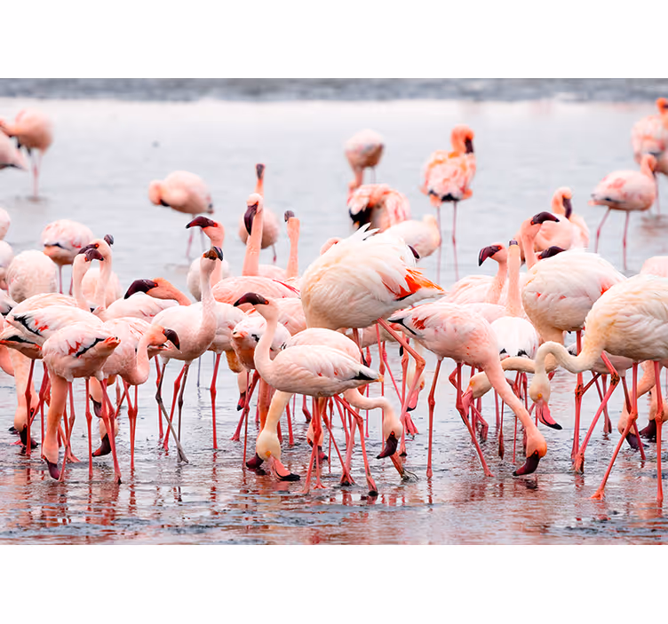 Rollo wohnzimmer camargue region mit flamingos - TenStickers