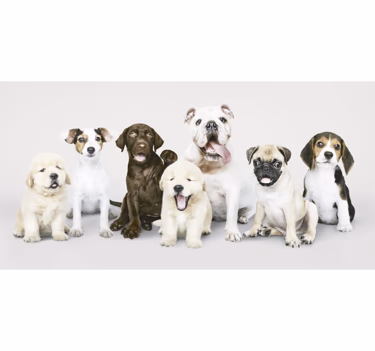 Rollo fenster tiere hundewelpen fotografie - TenStickers
