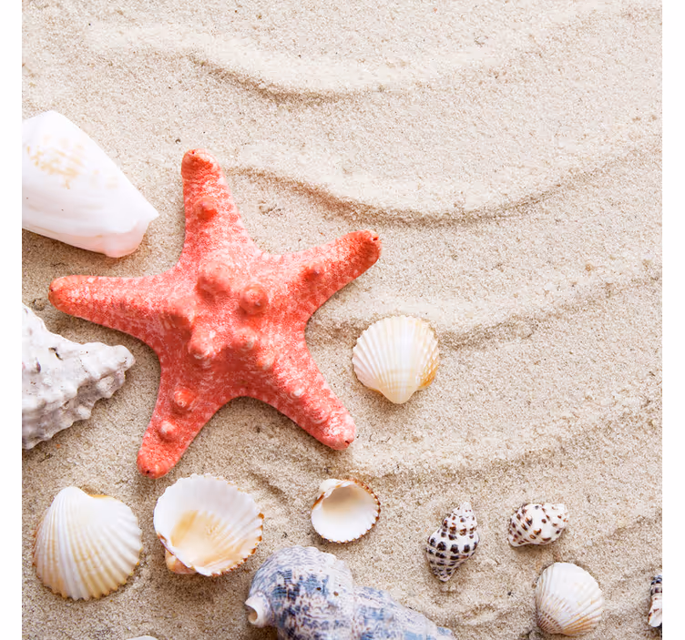 Rollo fenster badezimmer seesterne und muscheln im sand - TenStickers