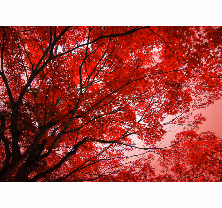 Rollo fenster rot rote zweige - TenStickers