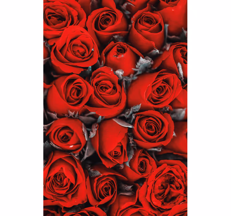 Küchenfenster Rollo rote Rosen - TenStickers