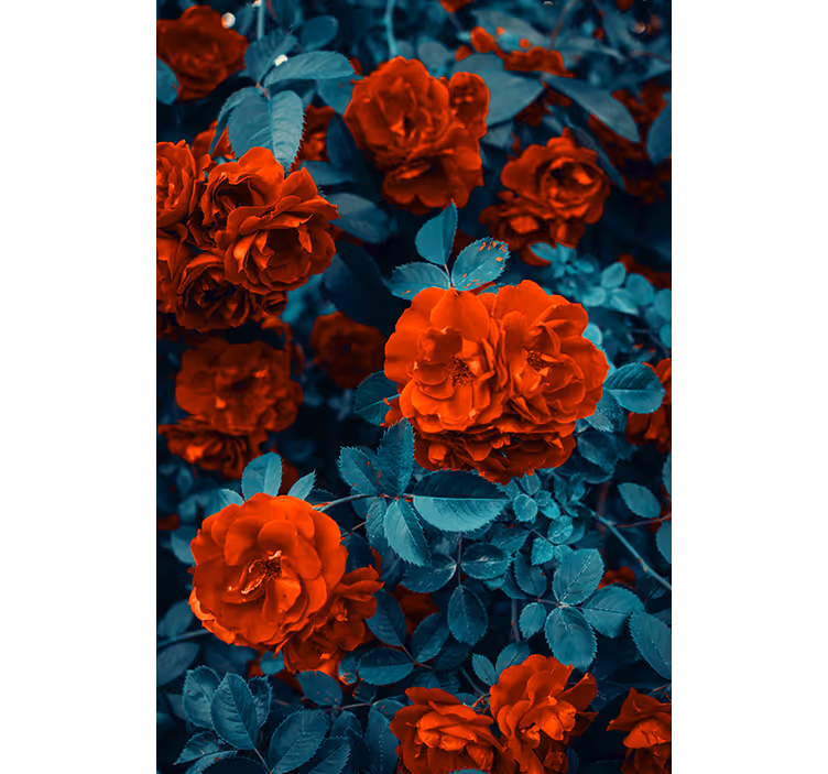 Rollo Fenster Blumen und Pflanzen leuchtend blühende rosen - TenStickers