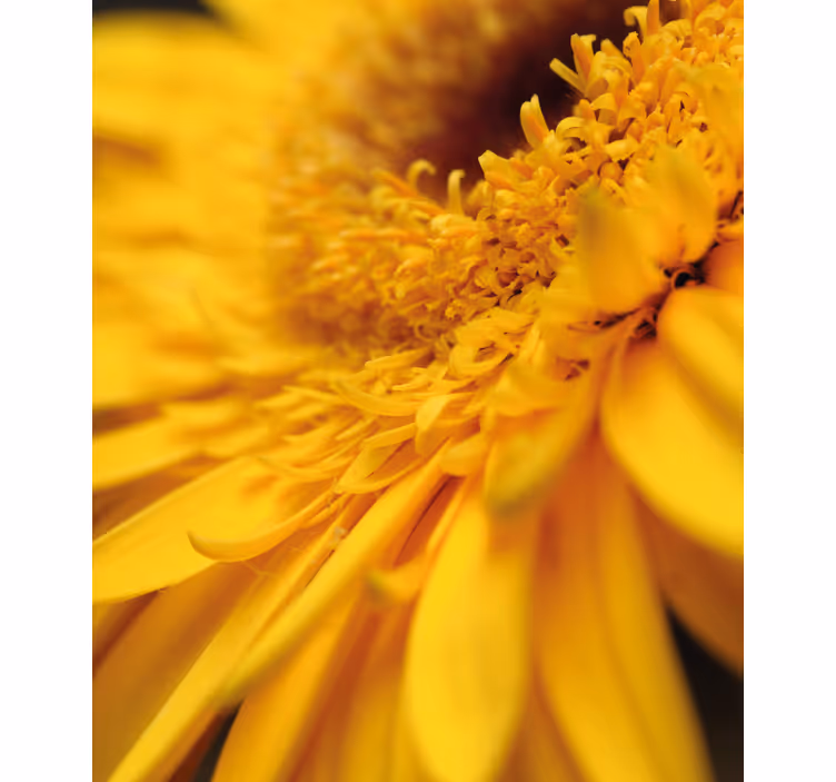 Rollo Fenster Blumen und Pflanzen gelbe nahaufnahme - TenStickers