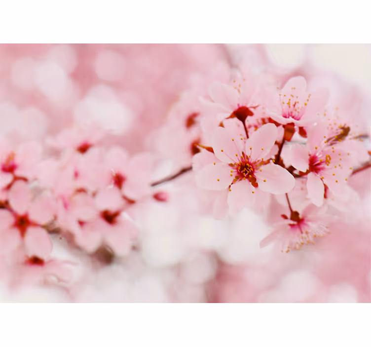 Rollo Fenster Blumen und Pflanzen kirschblüten-eleganz - TenStickers