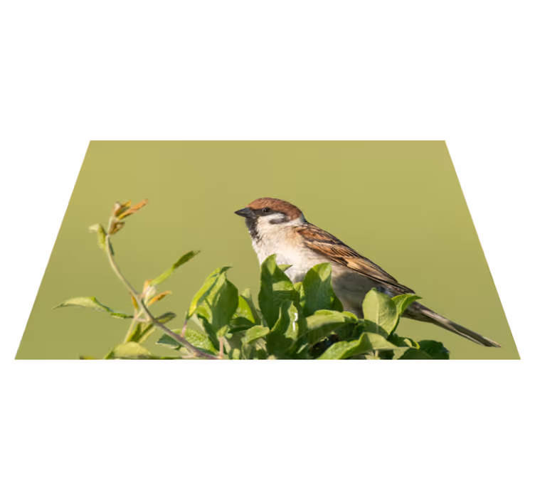 Tischset modern vogel auf grün - TenStickers