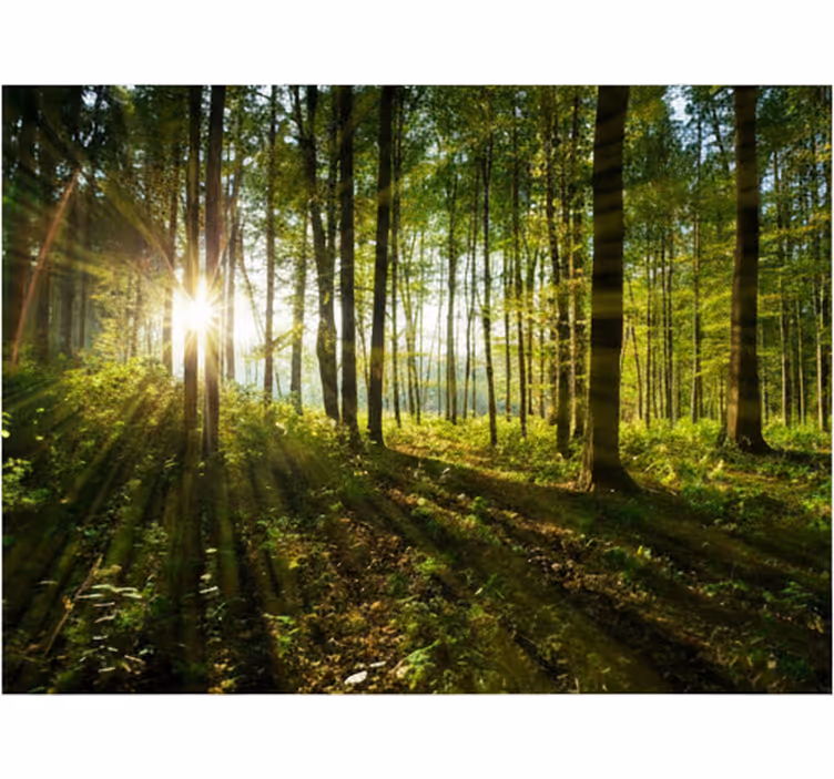 Tapete wald golden sonnenstrahlen wälder - TenStickers
