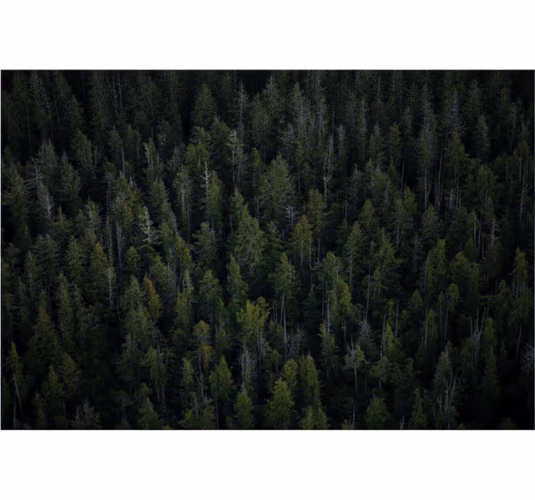 Tapete wald mit tiefen waldtexturen - TenStickers