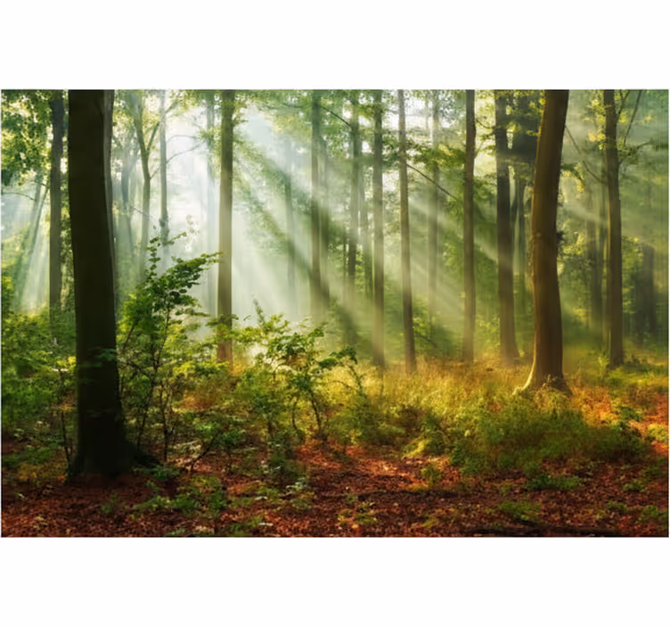 Tapete wald sonnenbeschienener morgenhain - TenStickers
