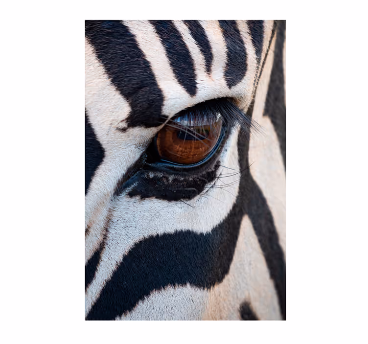 Fototapete afrikanisch zebra-auge - TenStickers
