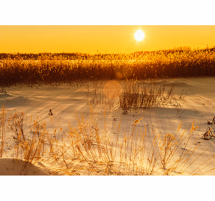 Fototapete gelb pampasgras sonnenuntergang - TenStickers