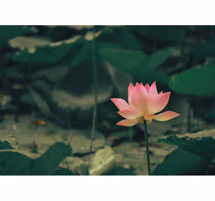 Fototapete grün mit pinken blumen - TenStickers